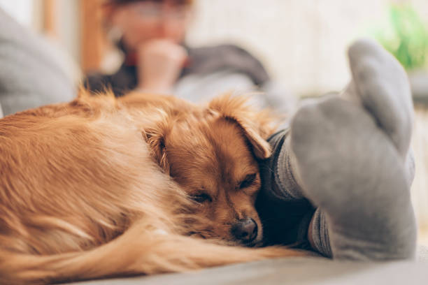 istock a dog sleeps peacefully on the sofa next to his owner 1925214527