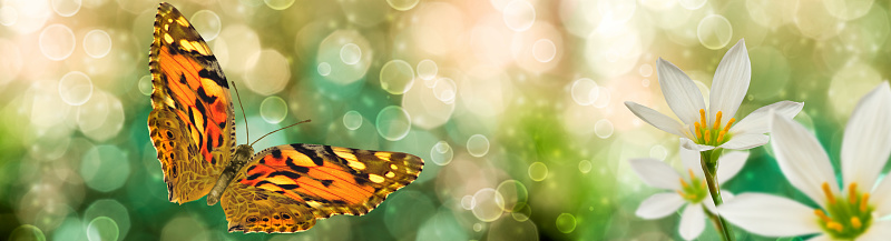 A yellow swallowtail butterfly standing on a pink flower with vibrant bokeh in the background.