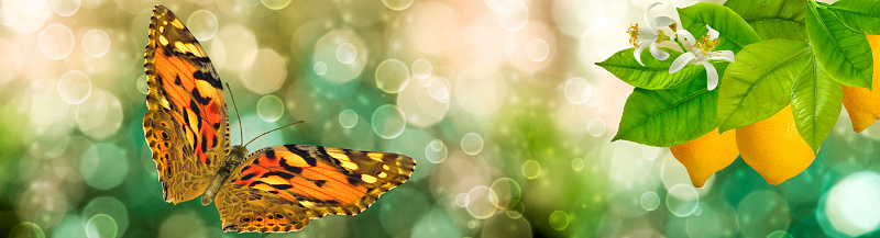 closeup photo of colourful butterfly on green wild flower