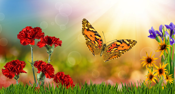Image of a beautiful butterfly and flowers on a colorful blurred background