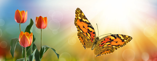 Image of a beautiful butterfly and flowers on a colorful blurred background