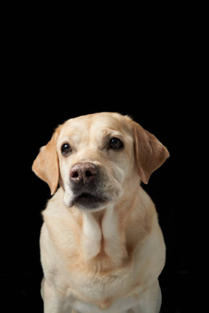 istock Labrador Retriever dog with soulful eyes against a black background. 1925250154
