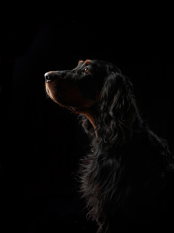 Gordon Setter dog profile highlighted against a dark backdrop. This artistic image captures the thoughtful expression and glossy fur of the subject