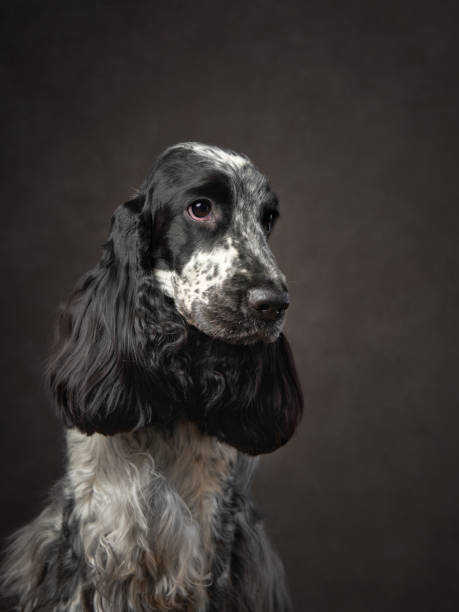istock English Cocker Spaniel dog sits gracefully against a muted studio backdrop 1925250217