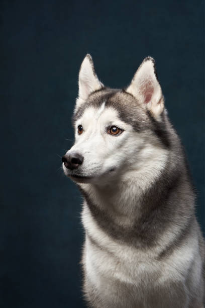istock poised Siberian Husky gazes to the side, its sharp eyes 1925250676