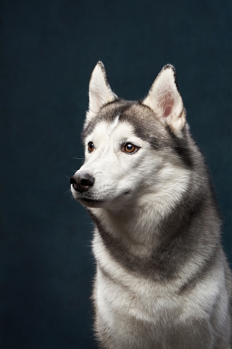 poised Siberian Husky gazes to the side, its sharp eyes and perked ears against a deep dark studio backdrop