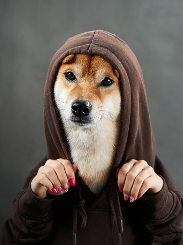 A Shiba Inu's dog is gently framed by human hands, showcasing its expressive eyes and attentive demeanor in a studio setting