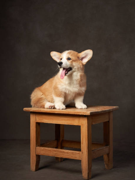 istock Pembroke Welsh Corgi on a wooden stool, a charming studio portrait 1925250688