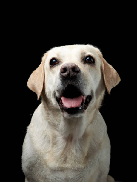 A solemn Labrador gazes upwards, its features illuminated against a dark backdrop