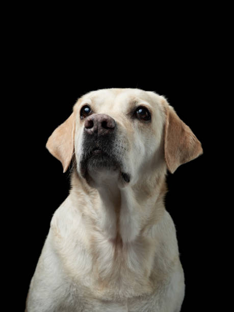 istock A solemn Labrador gazes upwards, its features illuminated against a dark backdrop 1925250697