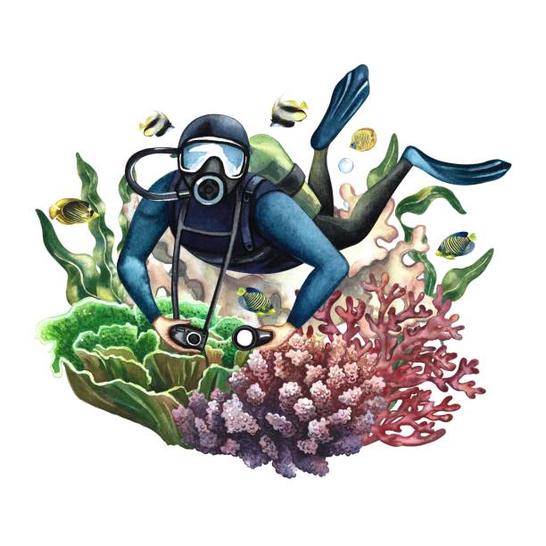 the diver swims underwater. underwater travel. watercolor hand drawn. concept for label, banner, flyer, brochure. - water water surface underwater white background stock illustrations