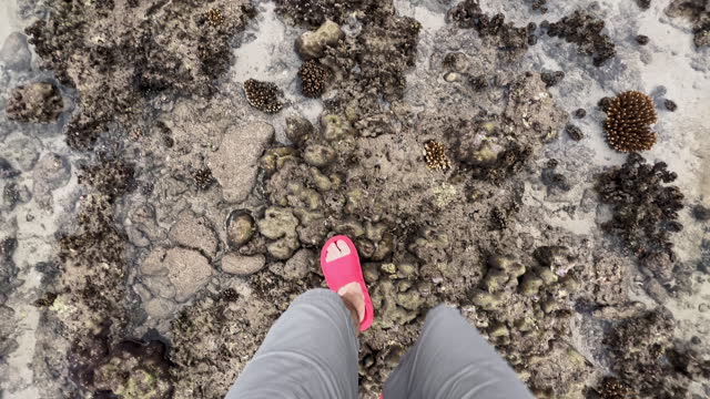 The legs of a man in shorts and pink slates walks along a bare reef at low tide, exposed reefs, corals of unusual shape, the resulting pool among corals at low tide, the coast of Thailand