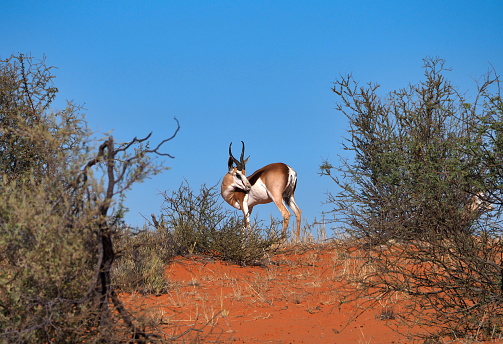A male impala turns and looks back at the camera