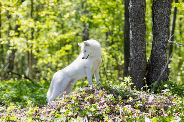 istock white husky on a walk in the woods on a sunny spring day 1925263751