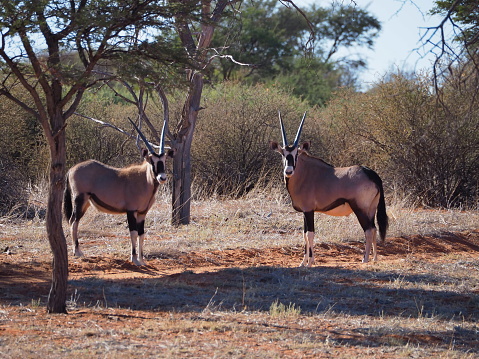 gemsbok, or South African oryx (Oryx gazella)