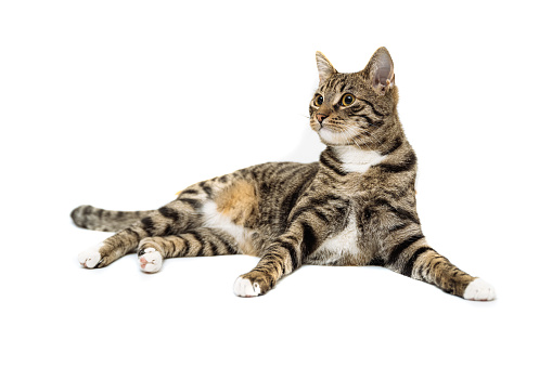 Domestic cat on seamless white background