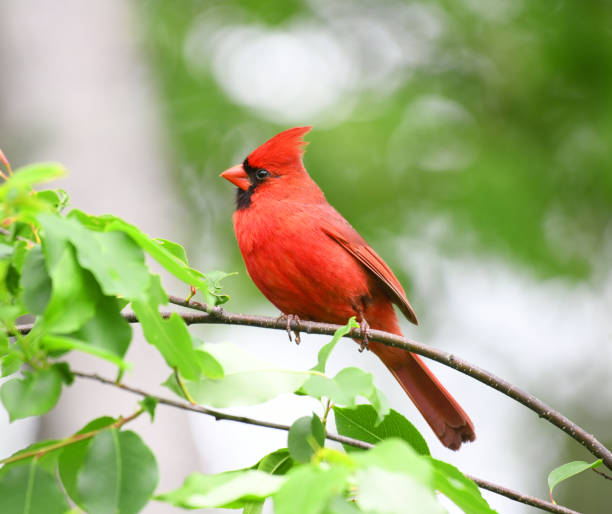 istock red cardinals standing on the spring green tree branch 1925271149