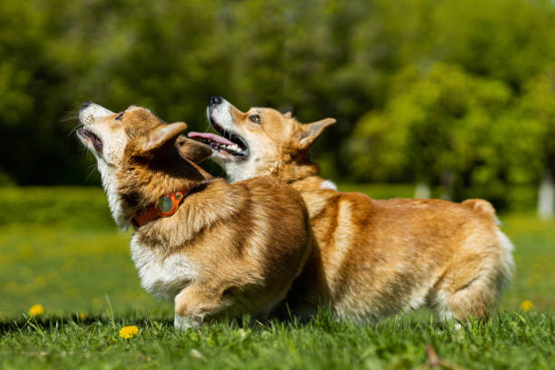 istock two corgi dogs running and playing with each other 1925271708