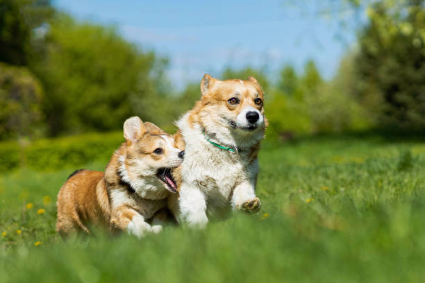 istock two corgi dogs running and playing with each other 1925272220