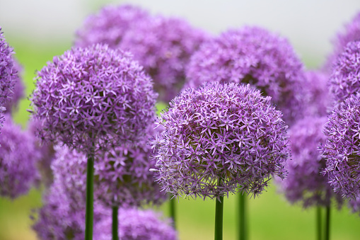 Group of purple allium flowers seen from a low point of view against a blue sky with some cloud shapes. Static shot.