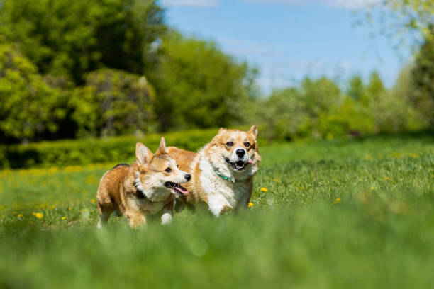 istock two corgi dogs running and playing with each other 1925272232