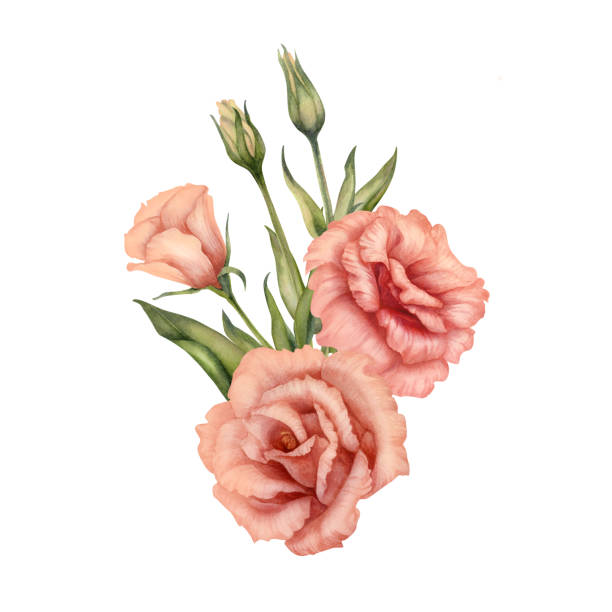 Watercolor pink bouquet with eustoma flowers, leaves and buds in a trendy peach fuzz color for Valentine's Day, horoscope, alchemy, magic, Halloween, health amulet, card, label, postcard, stickers Watercolor pink bouquet with eustoma flowers, leaves and buds in a trendy peach fuzz color for Valentine's Day, horoscope, alchemy, magic, Halloween, health amulet, card, label, postcard, stickers. drawing of a green lisianthus stock illustrations