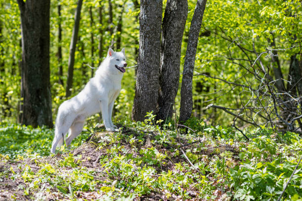 istock white husky on a walk in the woods on a sunny spring day 1925273785