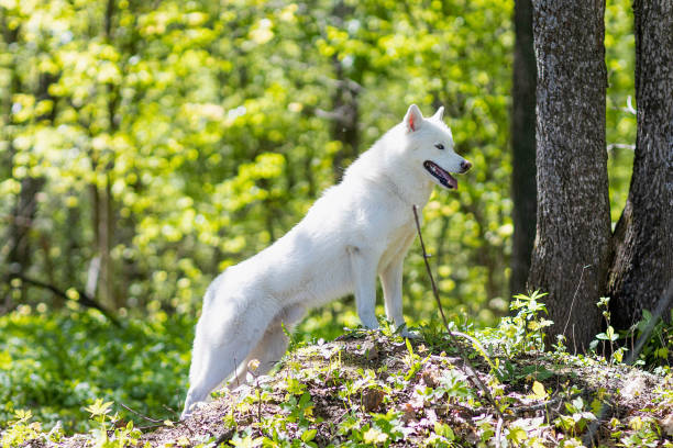 white husky on a walk in the woods on a sunny spring day