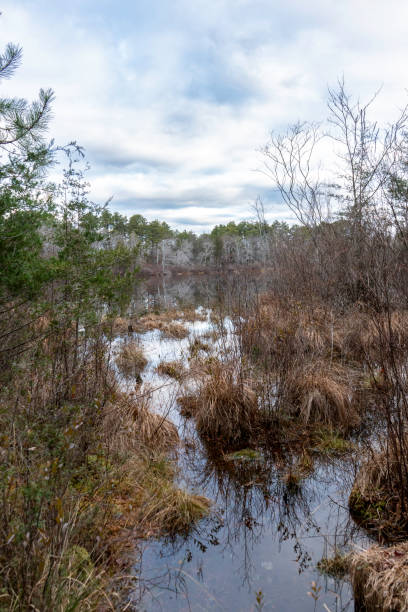 istock Winter Scenic at Cranberry Bog County Park #11 1925281135
