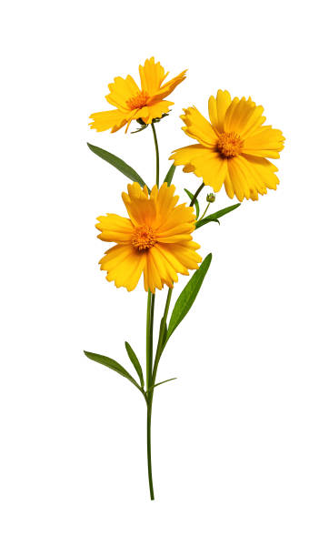 Floral arrangement of Lanceleaf Coreopsis flowers.