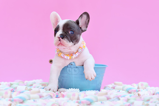 French Bulldog dog puppy in bucket between marshmallow sweets on pink background