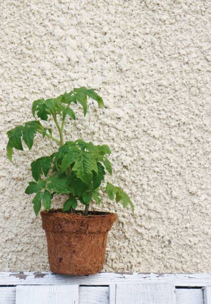 istock young seedlings of low-growing tomatoes in a container on the table 1925292728