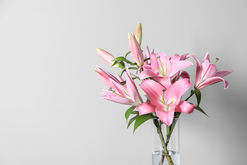 Beautiful pink lily flowers in vase against light background, space for text