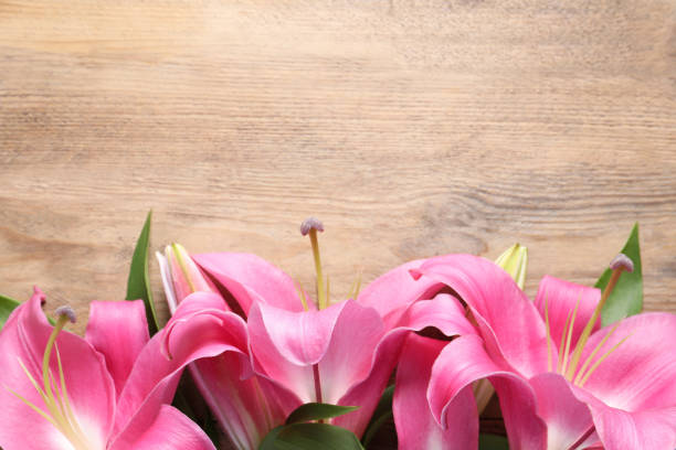 Beautiful pink lily flowers on wooden table, top view. Space for text