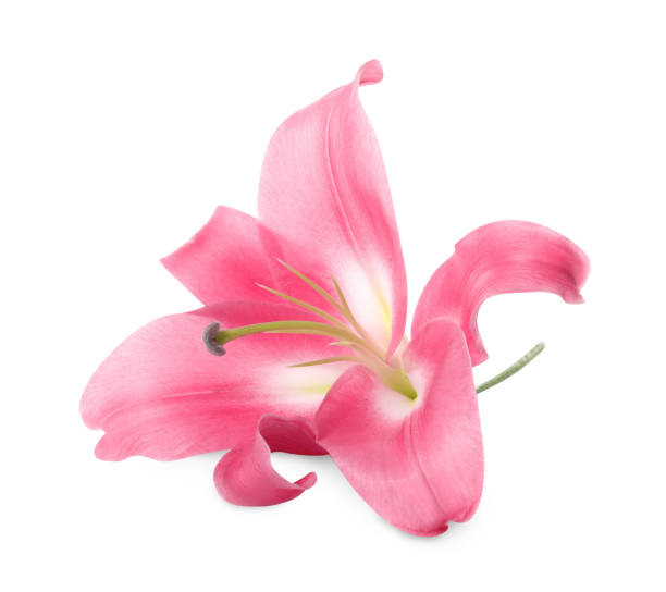 istock Beautiful pink lily flower isolated on white 1925300123