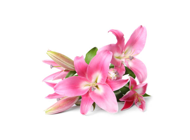 istock Beautiful pink lily flowers isolated on white 1925300124