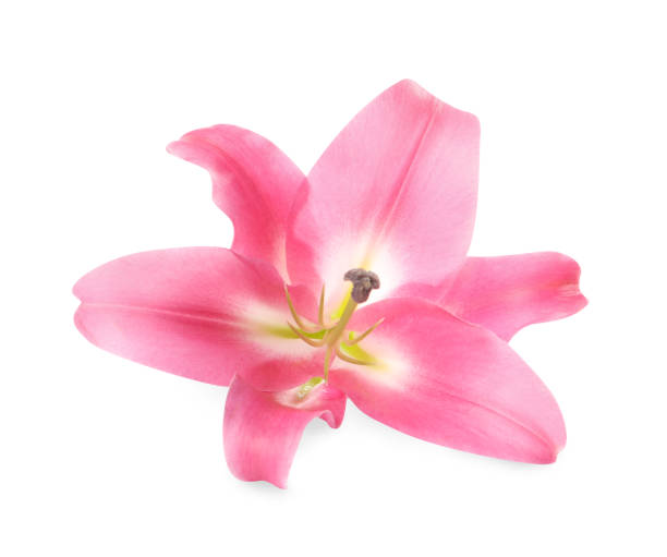 istock Beautiful pink lily flower isolated on white 1925301210