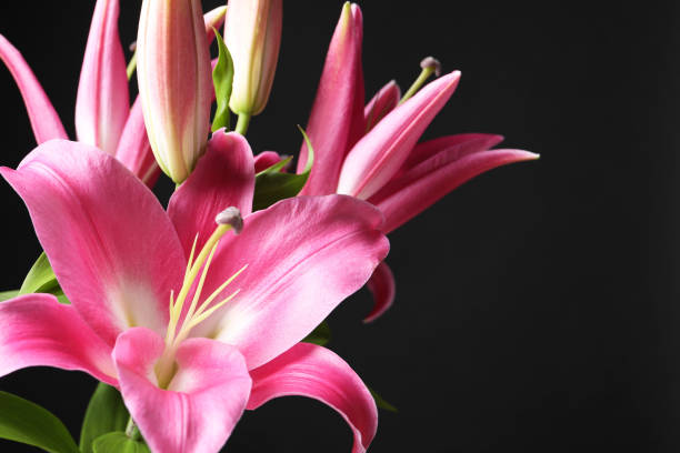 istock Beautiful pink lily flowers on black background, closeup. Space for text 1925301213