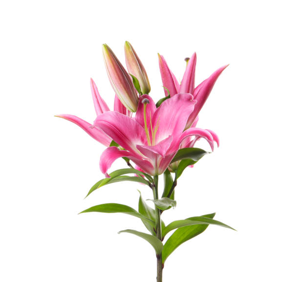 istock Beautiful pink lily flowers isolated on white 1925301720