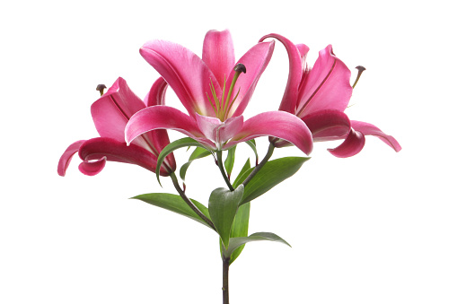 Beautiful pink lily flowers isolated on white