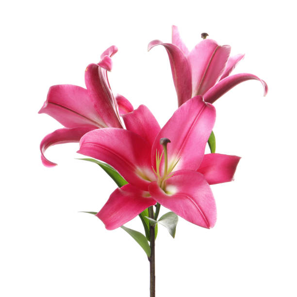 istock Beautiful pink lily flowers isolated on white 1925302259