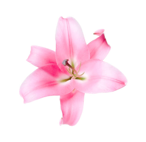 istock Beautiful pink lily flower isolated on white 1925302262