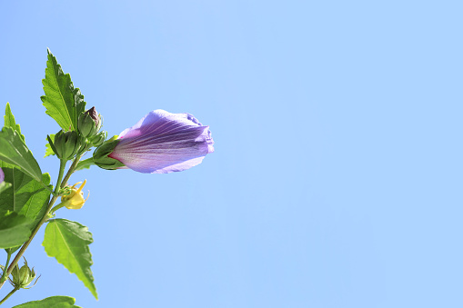 Beautiful hibiscus flower growing against blue sky, closeup. Space for text