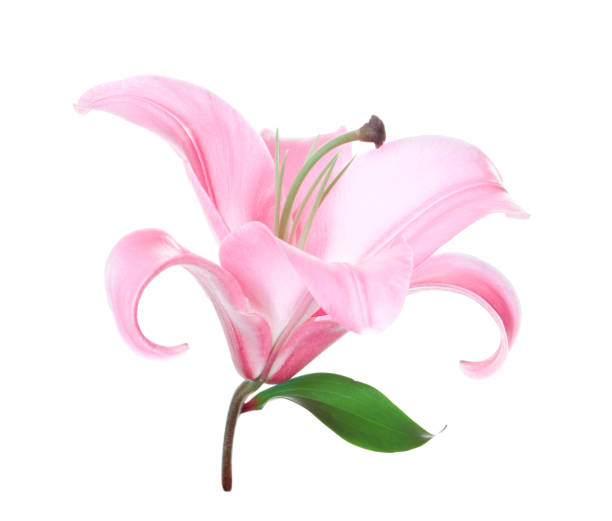 istock Beautiful pink lily flower isolated on white 1925305010