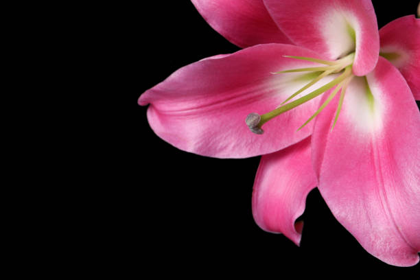 Day lily in macro