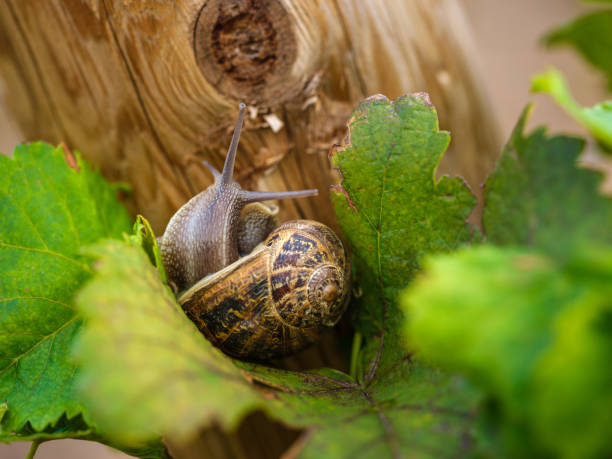 Snail in flower blossom