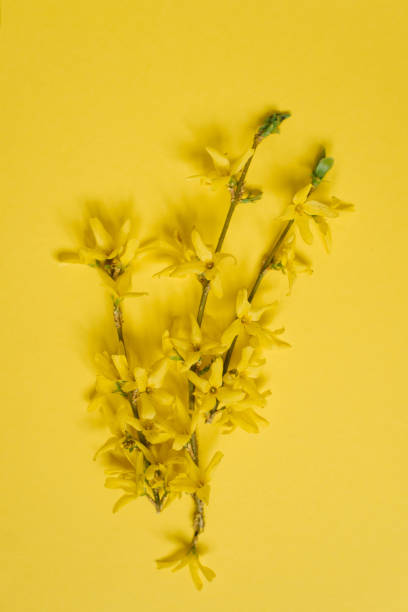 istock Flower arrangement. A blooming forsythia branch on a yellow background. Spring, Easter concept. Flat bed, top view, copy space. 1925332033