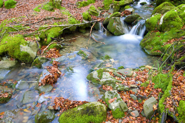 Stream in the forest