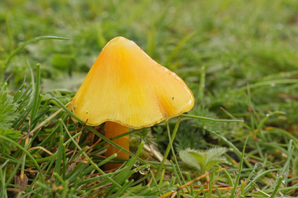 Natural closeup on a yellow, conical waxy cap mushroom, Hygrocybe acutoconica
