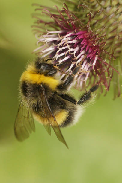 istock Vertical closeup on a white-tailed bumblebee , Bombus lucorum on a purple thistle flower 1925356654